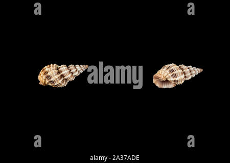 Kleine Muscheln in verschiedenen Formen beige Farbtöne auf einem schwarzen Hintergrund isoliert. Stockfoto