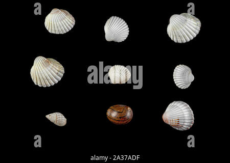 Kleine Muscheln in verschiedenen Formen beige Farbtöne auf einem schwarzen Hintergrund isoliert. Stockfoto