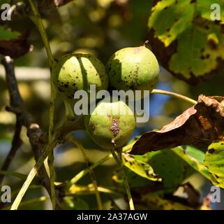 Nahaufnahme der gemeinsamen Walnuss, Juglans regia. Stockfoto