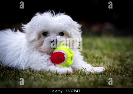 Das Porträt eines kleinen Jungen weißen boomer Puppy. Der Hund spielt mit seinem Spielzeug Ball im Gras auf einer Wiese im Garten. Stockfoto