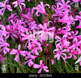 Die rosa Blüten der Bowden Lily. Stockfoto