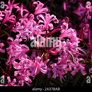 Die rosa Blüten der Bowden Lily. Stockfoto