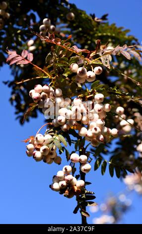 Trauben der weißen Vogelbeeren. Stockfoto