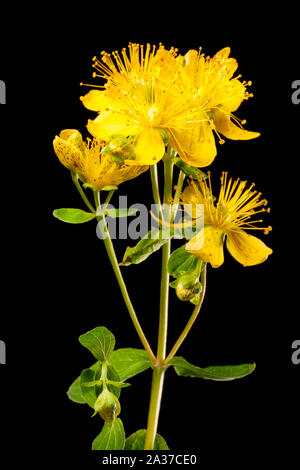 Studio in der Nähe des wahren Johanniskraut (Lat.: Hypericum perforatum) vor schwarzem Hintergrund. Stockfoto