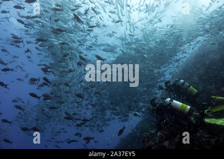 Cocos Island, Tauchplatz: Dirty Rock Stockfoto