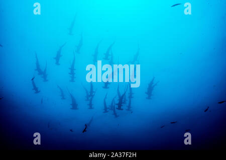 Cocos Island, Tauchplatz: Alcyone Stockfoto