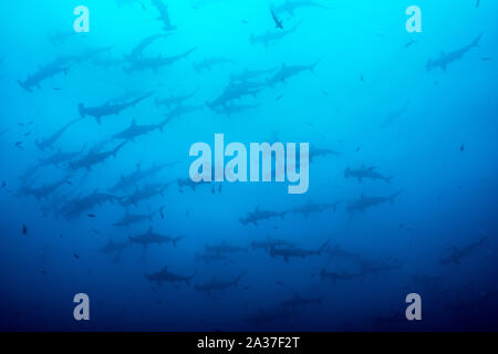 Cocos Island, Tauchplatz: Alcyone Stockfoto