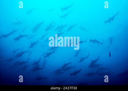 Cocos Island, Tauchplatz: Alcyone Stockfoto