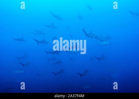 Cocos Island, Tauchplatz: Alcyone Stockfoto