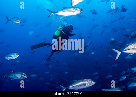 Cocos Island, Tauchplatz: Dirty Rock Stockfoto