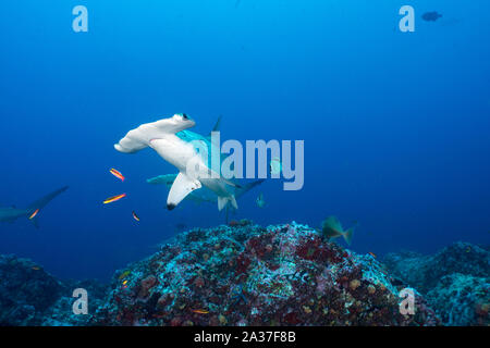 Cocos Island, Tauchplatz: Alcyone Stockfoto