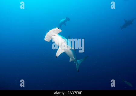 Cocos Island, Tauchplatz: Alcyone Stockfoto