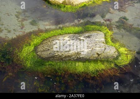 Algen Felsen auf norwegische Atlantikküste, grüne Algen wächst um einen großen Felsen, der wie ein Herz geformt Stockfoto