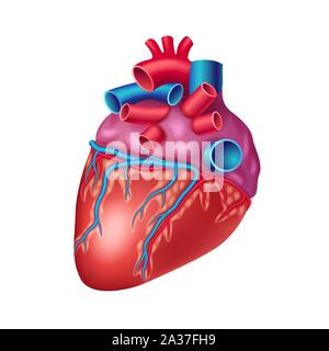 Anatomische menschliche Herz Symbol mit Schiffen und Aorta Stock Vektor