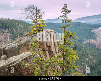 Im Nationalpark Harz Stockfoto