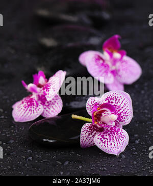 Spa Beauty und Massage Konzept. Natürliche Orchideen mit Zen Steine Stockfoto