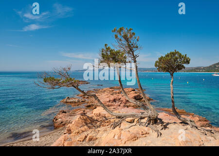 Die roten Felsen von Palombaggia Strand/Plage de Palombaggia, einem beliebten Scenic, klares Wasser, weißer Sandstrand im Südosten von Korsika Frankreich Stockfoto