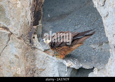 Weibliche Eleonorenfalken hoch auf den Klippen in Sardinien Stockfoto