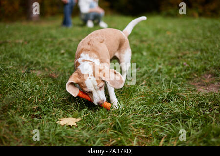 Erziehung Hund. Hund spielt mit einem Spielzeug, Stick. Hundeführer. bis Foto schliessen. Stockfoto