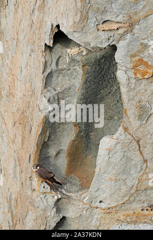 Weibliche Eleonorenfalken hoch auf den Klippen in Sardinien Stockfoto