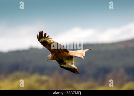 Eine gleitende Red Kite fotografiert in Dumfries und Galloway, Schottland. Stockfoto