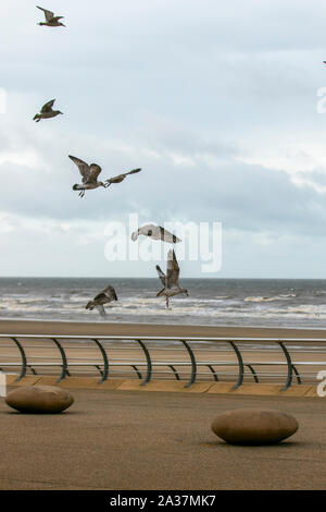 Blackpool, Lancashire, UK. 6. Oktober, 2019. Kalt & Windig auf der Strandpromenade als Touristen, die Bedingungen für einen flotten Spaziergang im Badeort mutig. Credit: MediaWorldImages/AlamyLiveNews Stockfoto