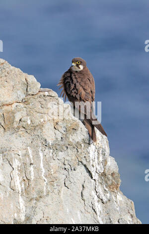 Weibliche Eleonorenfalken hoch auf den Klippen in Sardinien Stockfoto