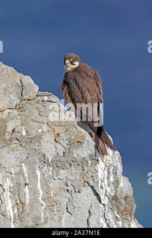 Weibliche Eleonorenfalken hoch auf den Klippen in Sardinien Stockfoto