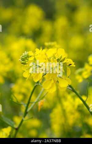 Raps (Brassica napus Subsp napus), Blumen Stockfoto