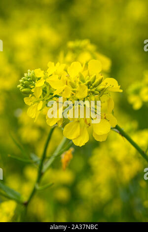 Raps (Brassica napus Subsp napus), Blumen Stockfoto