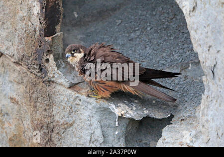 Weibliche Eleonorenfalken hoch auf den Klippen in Sardinien Stockfoto