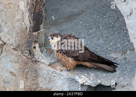 Weibliche Eleonorenfalken hoch auf den Klippen in Sardinien Stockfoto