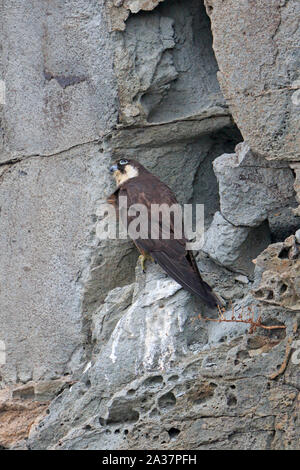 Weibliche Eleonorenfalken hoch auf den Klippen in Sardinien Stockfoto