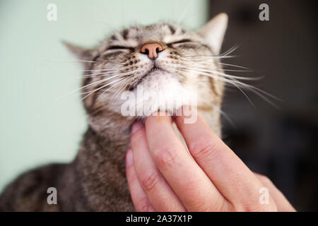 Junge Katze bei einem Kinn kratzen Stockfoto