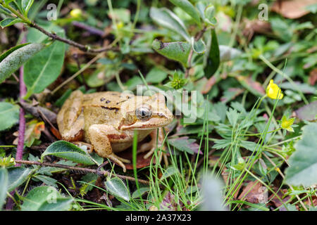 Grasfrosch (Rana temporaria) im Chailey gemeinsame Nature Reserve, West Sussex Stockfoto