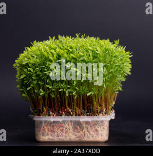 Frische microgreens Nahaufnahme. Wachsende Sprößlinge für Salat. Stockfoto