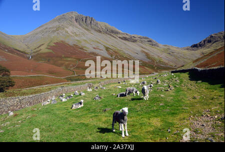 Die Wainwright Great Gable & Herdwick Lämmer von der Bahn zu Burnthwaite Bauernhof in Wasdale, Nationalpark Lake District, Cumbria, England, UK. Stockfoto