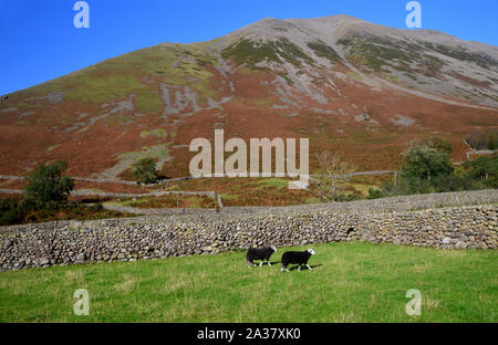 Herdwick-schafe und die Wainwright Kirk fiel von der Bahn zu Burnthwaite Bauernhof in Wasdale, Nationalpark Lake District, Cumbria, England, UK. Stockfoto