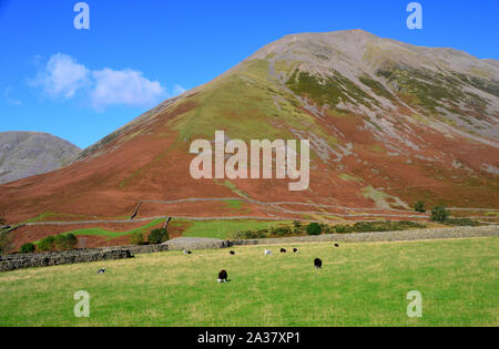 Herdwick-schafe und die Wainwright Kirk fiel von der Bahn zu Burnthwaite Bauernhof in Wasdale, Nationalpark Lake District, Cumbria, England, UK. Stockfoto