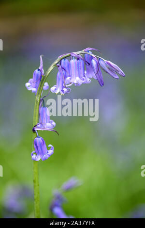 Single blütentrieb einer Hyacinthoide non-scripta - Englisch Bluebell - glockenblume Holz gesehen Stockfoto