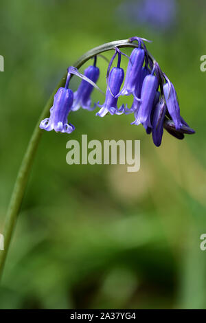 Single blütentrieb einer Hyacinthoide non-scripta - Englisch Bluebell - glockenblume Holz gesehen Stockfoto