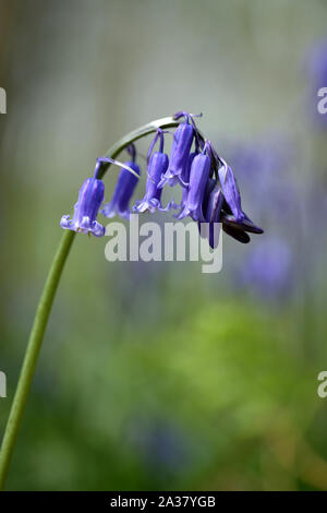 Single blütentrieb einer Hyacinthoide non-scripta - Englisch Bluebell - glockenblume Holz gesehen Stockfoto