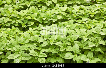 Grüner Amaranth Feld Hintergrund, Blattgemüse, Getreidepflanze, Quelle der Proteine und Aminosäuren im Garten, in der Landwirtschaft und Ihre eigenen Wachsen Stockfoto