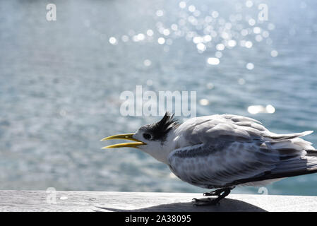 September 29, 2019, Insel Moorea, Französisch Polynesien: ein Royal tern auf einer Brücke Geländer in Moorea Island. Das Royal tern (Thalasseus maximus) ist eine große tern mit spitzen Flügeln und Gegabelten Schwanz. Es ist ein Rot-orange Rechnung und eine schwarze crested Kopf während der Brutzeit, aber im Winter ist es lückenhaft ist. Royal Seeschwalben fressen kleine Fische, Garnelen und Krebse. (Bild: © John milner/SOPA Bilder über ZUMA Draht) Stockfoto