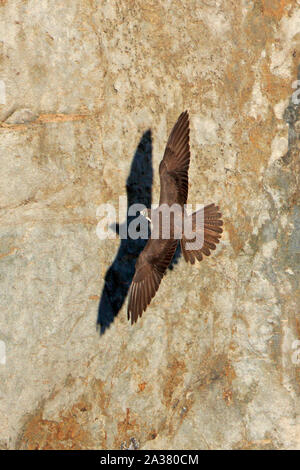 Weibliche Eleonorenfalken im Flug in Sardinien Stockfoto