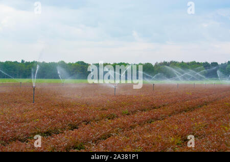 Feld Bewässerungsanlage Sprinkler mit Wasser Arbeiten am Bauernhof Feld Stockfoto