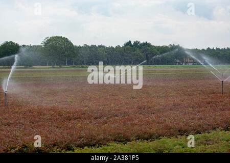 Feld Bewässerungsanlage Sprinkler mit Wasser Arbeiten am Bauernhof Feld Stockfoto
