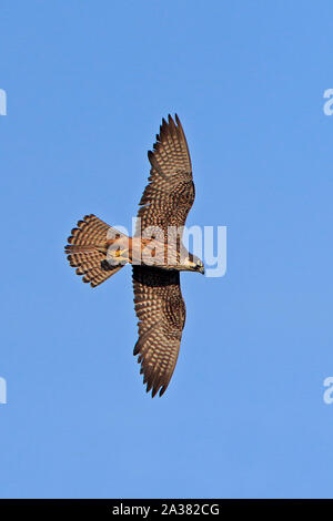 Weibliche Eleonorenfalken im Flug Sardinien Stockfoto