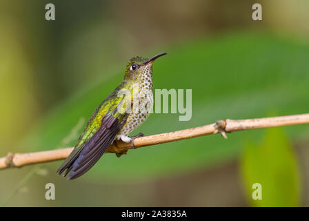 Viele entdeckten Kolibri - Leucippus hypostictus, Grün gefleckte Hummingbird von Andinen Pisten von Südamerika, wilde Sumaco, Ecuador. Stockfoto