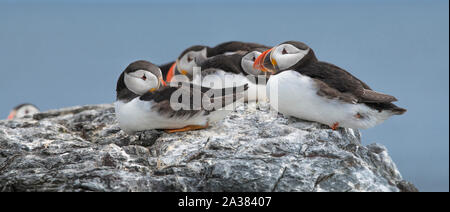 Eine Gruppe Porträt einer Kolonie von bunten Atlantic Puffins sitzen auf den Klippen auf die Farne Islands Northumberland Stockfoto